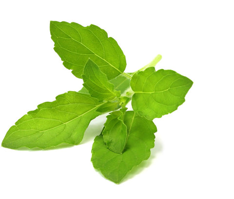 Tulsi against a white background.
