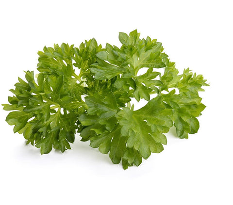 Curly Parsley against a white background.