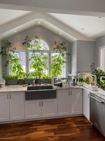 Indoor gardens and plants on a kitchen countertop.