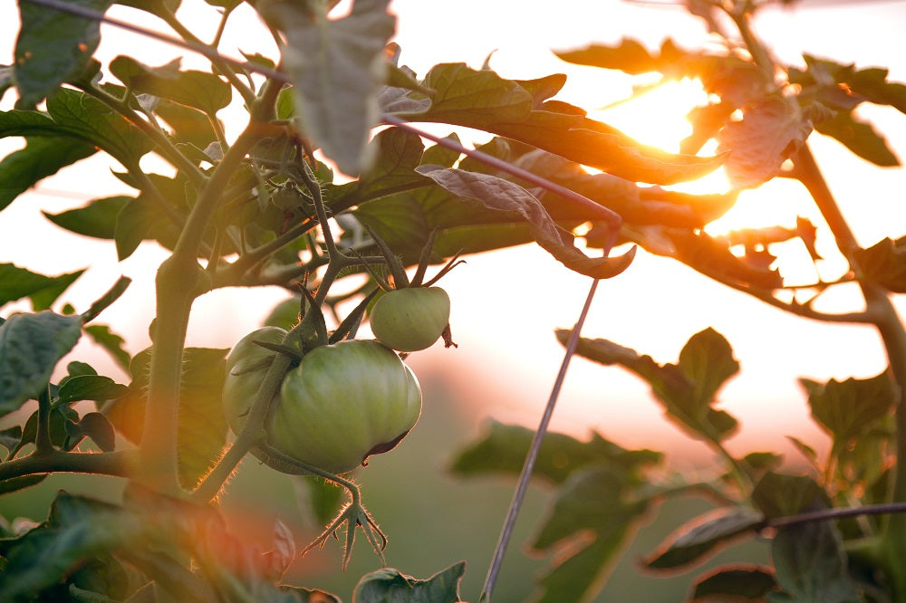 Tomatoes growing on a tree in the sunet.