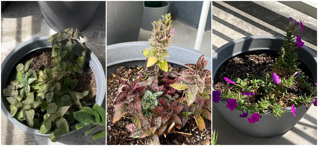 Collage of colorful potted plants outdoors.