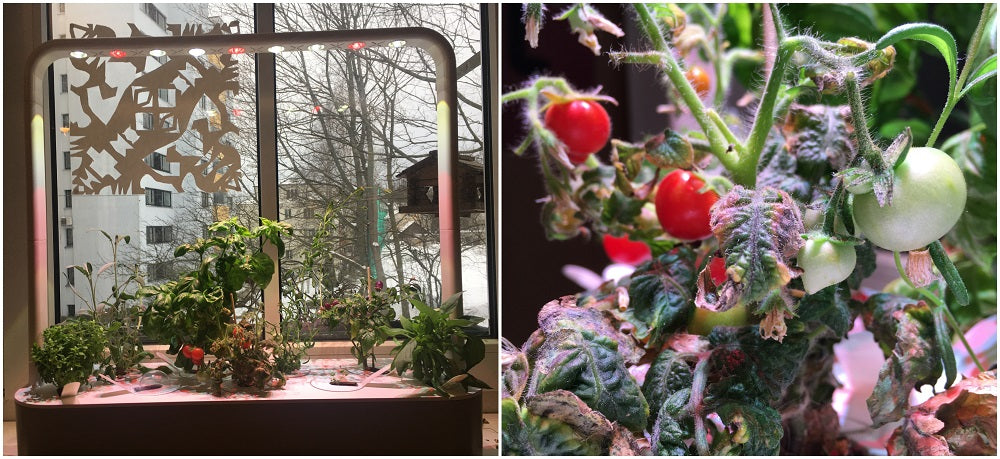 Indoor gardening collage