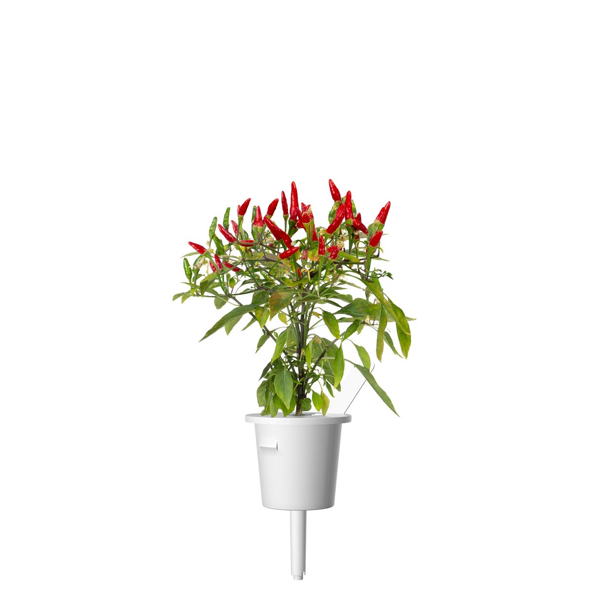 Piri Chili Pepper Plant Pods Click&Grow – Click & Grow Canada
