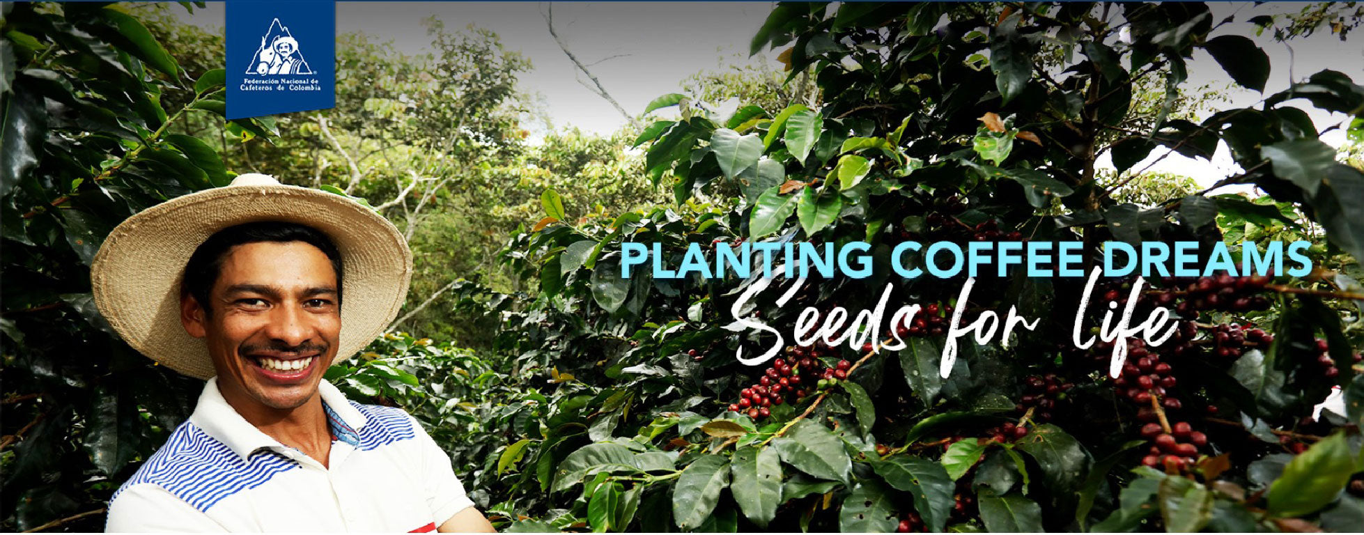 roestkaffee impact coffee planting coffee dreams