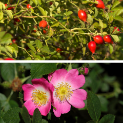  rosa Rubiginosa Aurora Dionis 