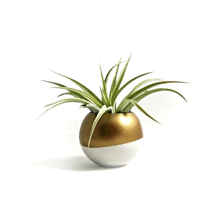 Image of Mini Air Plant Pod & Succulent