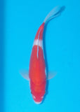 An individual koi for sale