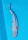 An individual koi for sale