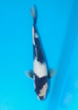 An individual koi for sale