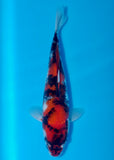 An individual koi for sale