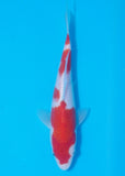 An individual koi for sale