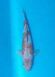 A koi pictured in a blue bowl