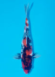 A koi pictured in a blue bowl