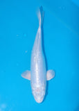 A koi pictured in a blue bowl