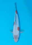 A koi pictured in a blue bowl