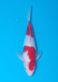 A koi pictured in a blue bowl