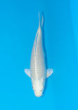 A koi pictured in a blue bowl