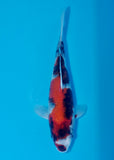 A koi pictured in a blue bowl