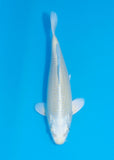 A koi pictured in a blue bowl