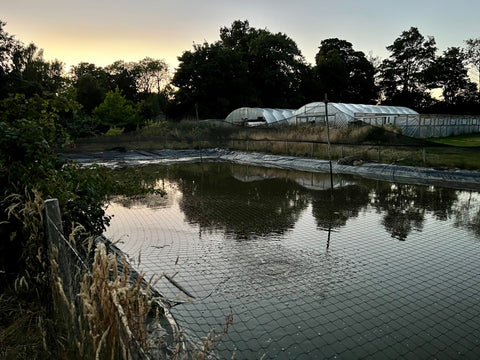 Evening views from around Adam Byer Koi Farm over the last week, showing sunsets over ponds