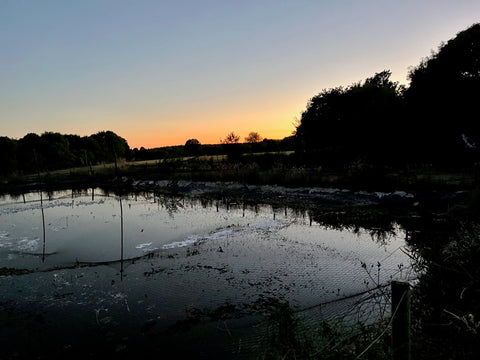 Evening views from around Adam Byer Koi Farm over the last week, showing sunsets over ponds