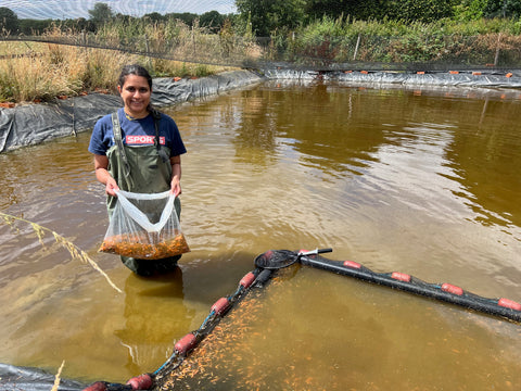 Our student placement at Adam Byer Koi Farm helping with the koi fry pond harvest
