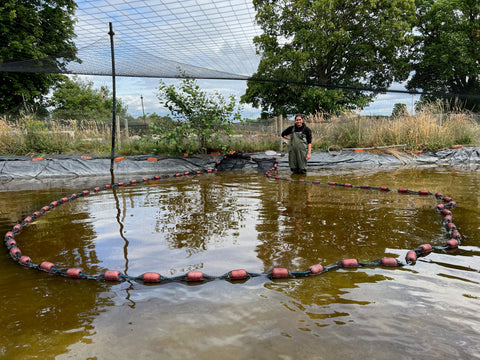 Our student placement at Adam Byer Koi Farm helping with the koi fry pond harvest