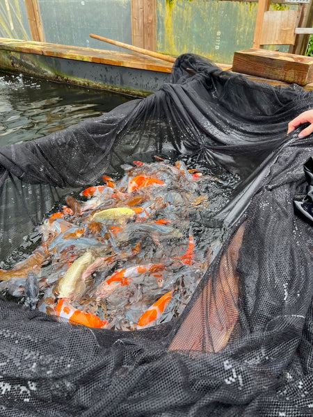 A net filled with koi