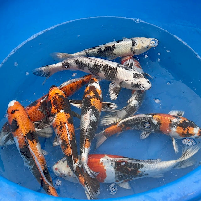 A blue bowl full of bright metallic kin showa koi carp. 