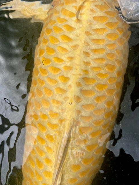 Shows the back portion of a very large Yamabuki Ogon.  The fukurin, which is the skin that grows around the scales, is extremely prominent in this superb example.  As his her colour which is a vivid metallic lemon yellow.