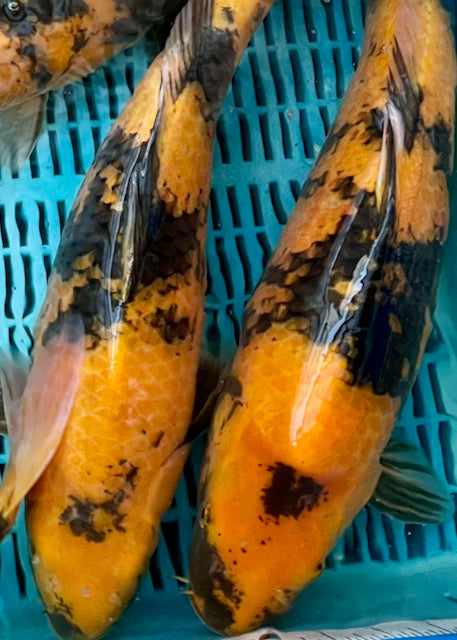 A pair of ki utsuri which are yellow koi with black 'sumi' wrapping pattern.  Pictured here just after coming out of the bag on arrival at Byer Koi Farm, in a floating basket.