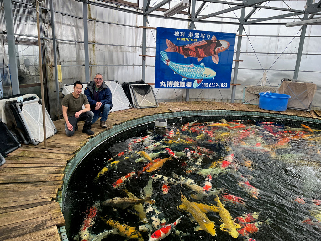 The famous circular pond at Maruhiro in Japan, with Woody and myself kneeling at the side looking at the camera.  A range of very large koi in the pond