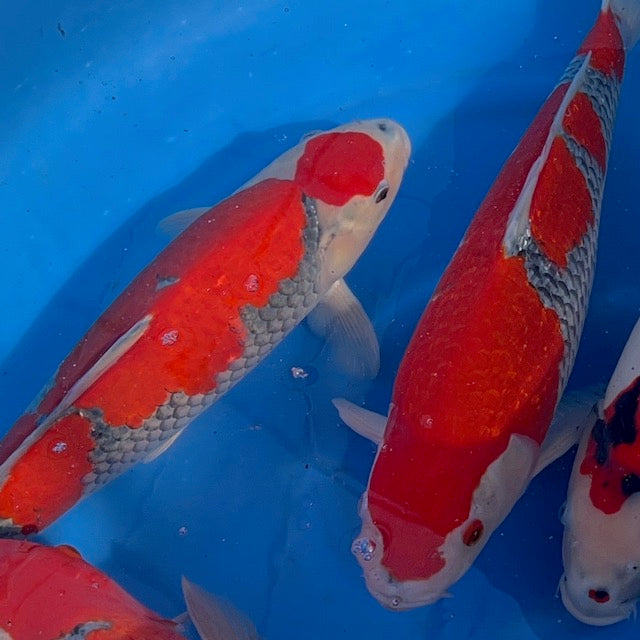 Two goshiki male koi, with red pattern on a grey base skin.  All in a blue bowl.