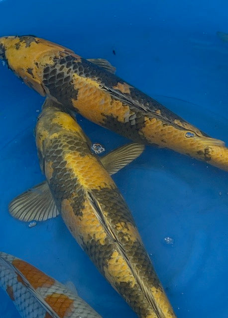 2 kin ki utsuri koi in a blue bowl