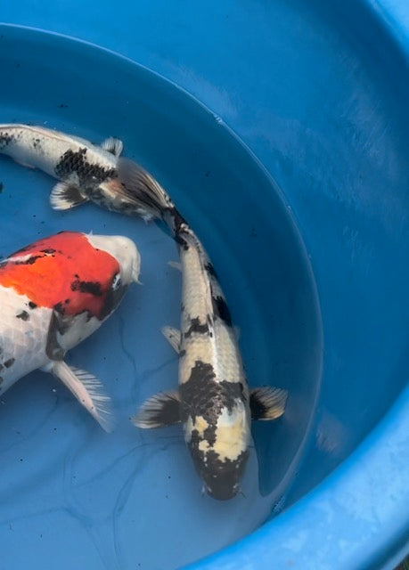 3 metallic koi in a blue bowl at Satoshi Tanaka koi farm