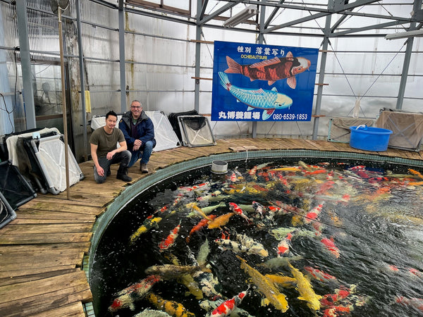 Woody and myself enjoying the scene at Maruhiro's famous circular show pond at his koi house in Japan.