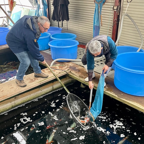 At Ikarashi Ozumi koi farm in Japan, netting up koi to review with the breeder