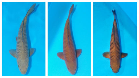 3 chagoi of different colours of brown bred by Adam Byer Koi Farm