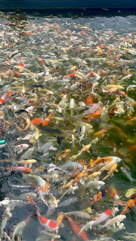 Small koi mixes at Adam Byer Koi Farm