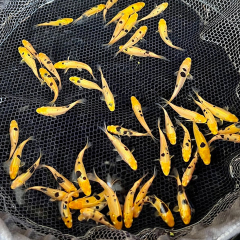 small koi around an inch long in a net