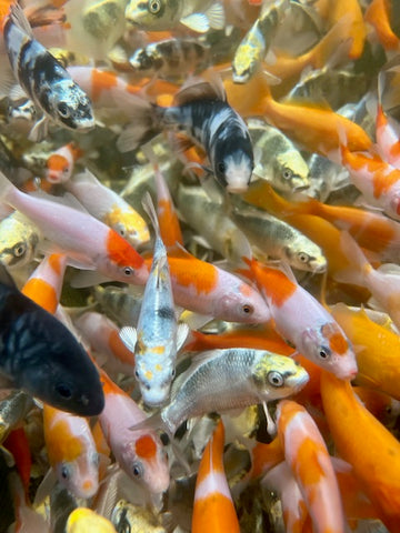 a mixed batch of young koi