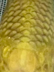 close up on a young chagoi showing the amazing scales pattern even at such a young age