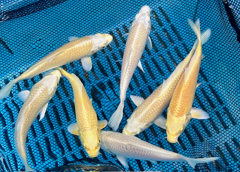 7 yamabuki ogons pictured together in a net.  each one showing off a different shade of yellow