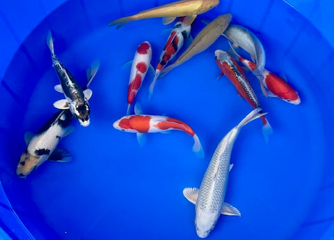 A collection of 11 koi carp of different varieties and colours, swimming in a blue bowl