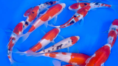 A range of Marudo tosai kohaku and sanke offered at Adam Byer Koi Farm