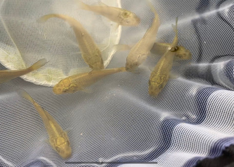 Several baby chagoi koi fry in a white net