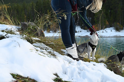 tiny dog harness