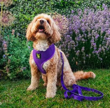 EcoBark Purple Harness and Leash