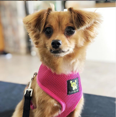 dog in pink teacup harness