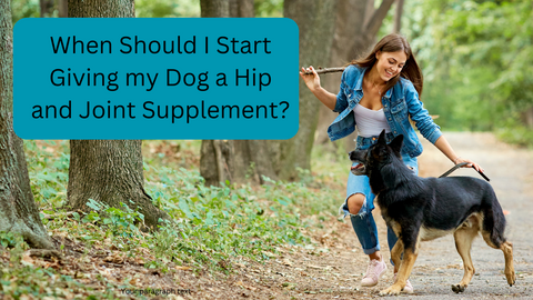 when should i start giving my dog a hip and joint supplement